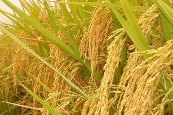 洞庭香针水稻品种简介，全生育期118.0天