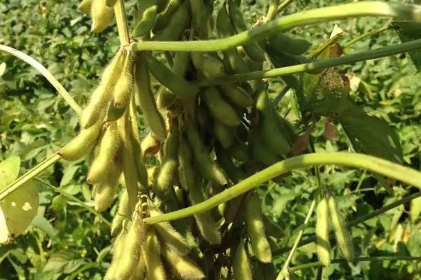 甜翠大豆品种的特性，大田直播在4月上中旬播种