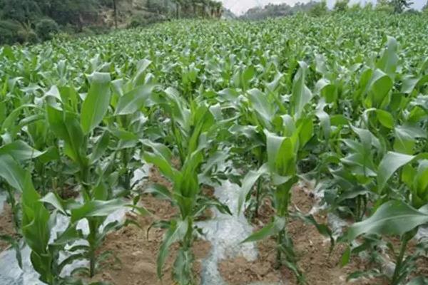 先美达V119玉米种子特征特性，中抗茎腐病