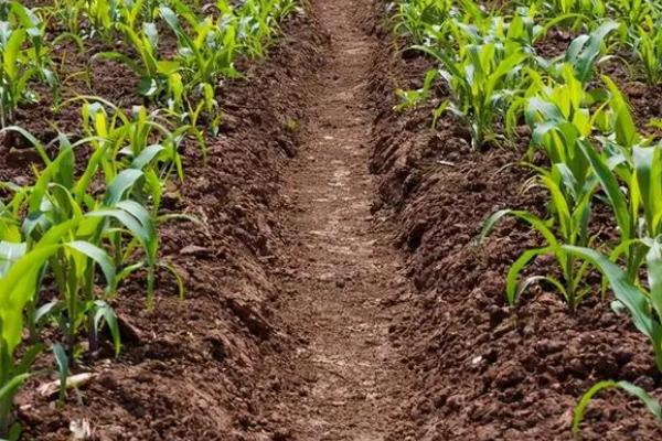 N901玉米种子介绍，适宜播期4月下旬至5月上旬