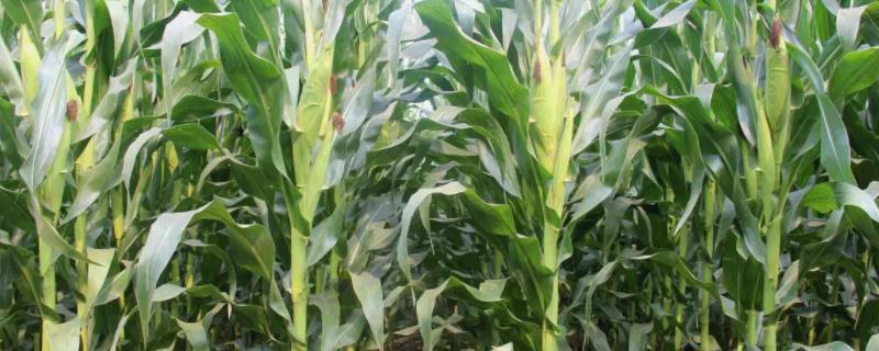 Z830玉米品种简介，适宜播期4月下旬至5月上旬