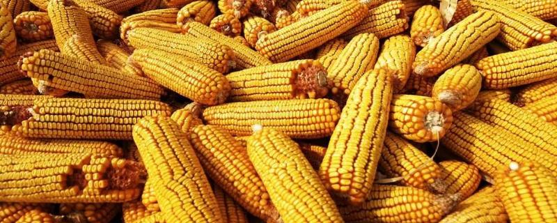 金鑫439（区试名称：鑫玉2301）玉米品种简介，亩密度3000-3500株