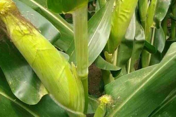 丰玉188玉米品种的特性，3月底-4月上中旬播种