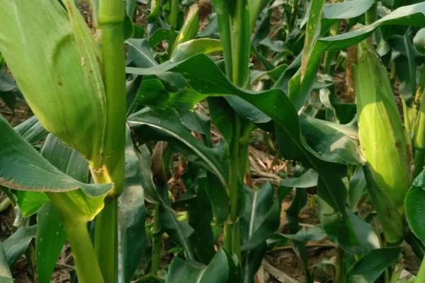 先美达V119玉米种子特征特性，中抗茎腐病