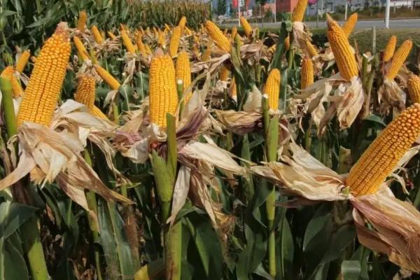 中欧505玉米品种简介，中等肥力以上地块栽培