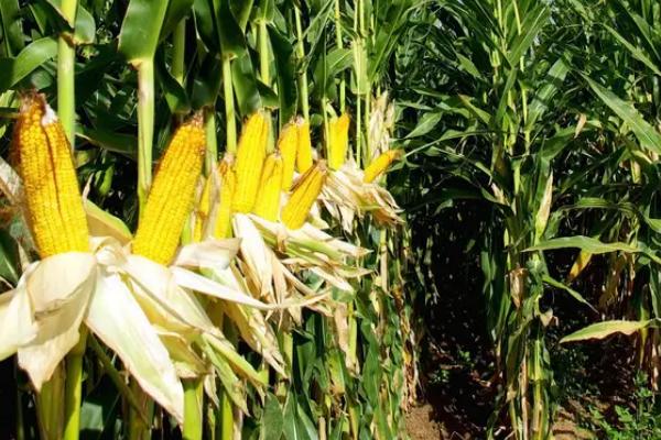 Z830玉米品种简介，适宜播期4月下旬至5月上旬