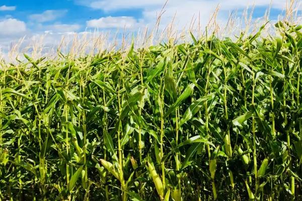 鑫未来一号玉米品种简介，适宜播期为6月上中旬