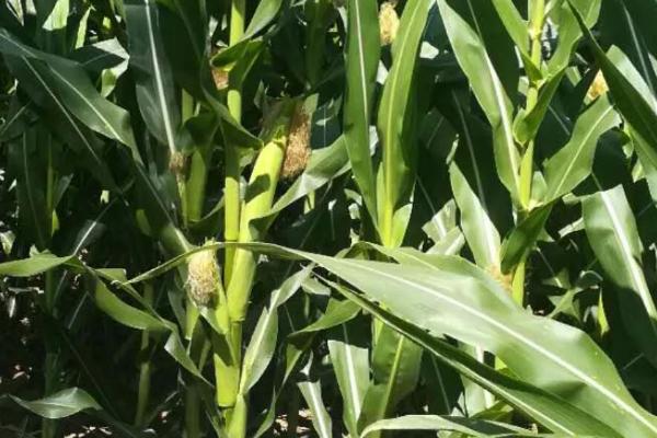 丰玉188玉米品种的特性，3月底-4月上中旬播种