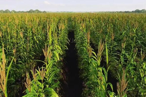 Z830玉米品种简介，适宜播期4月下旬至5月上旬