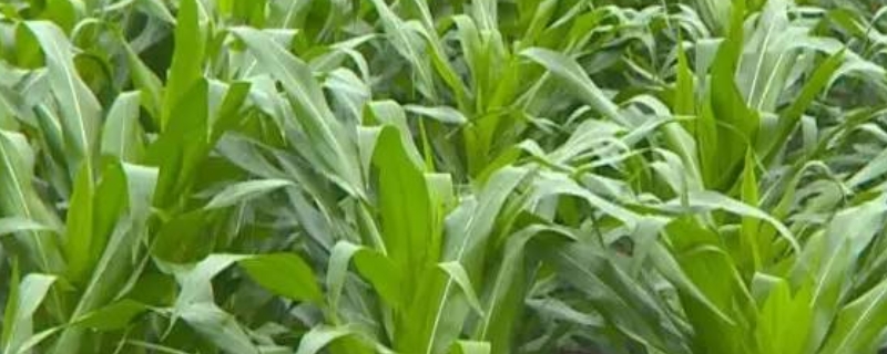 金白糯2772玉米种子简介，中抗茎腐病