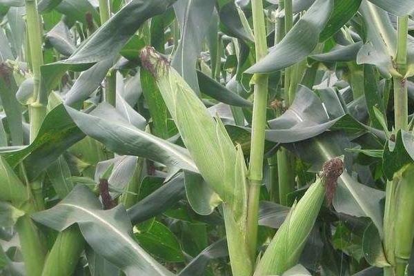 CY901玉米种子特征特性，适宜密度为4000株/亩左右