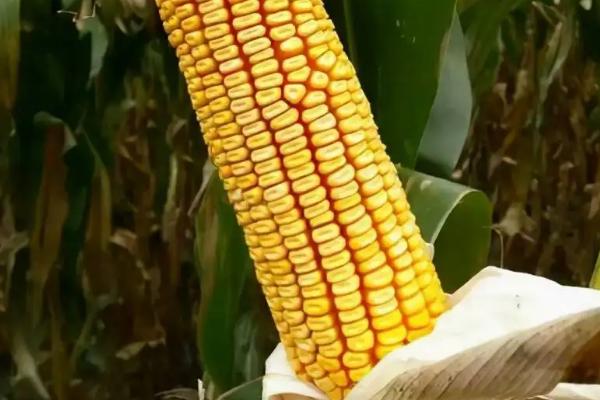 中欧505玉米品种简介，中等肥力以上地块栽培