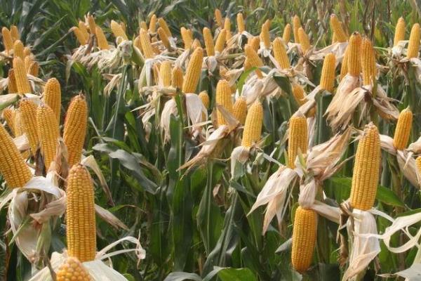 CY901玉米种子特征特性，适宜密度为4000株/亩左右