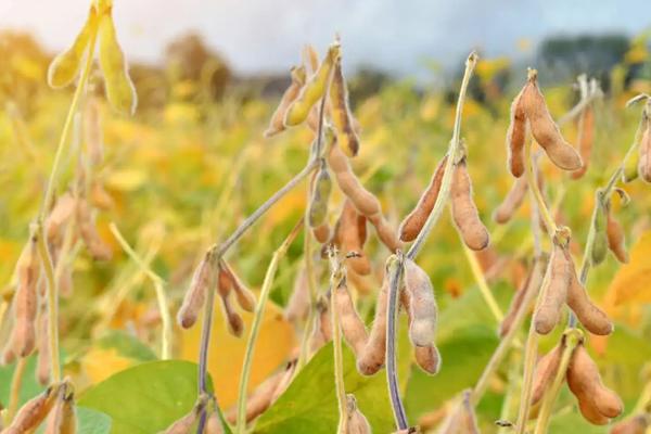 祥星4号大豆品种的特性，亩种植密度1.5万株左右