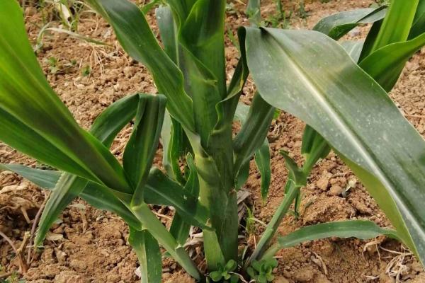 N901玉米种子介绍，适宜播期4月下旬至5月上旬