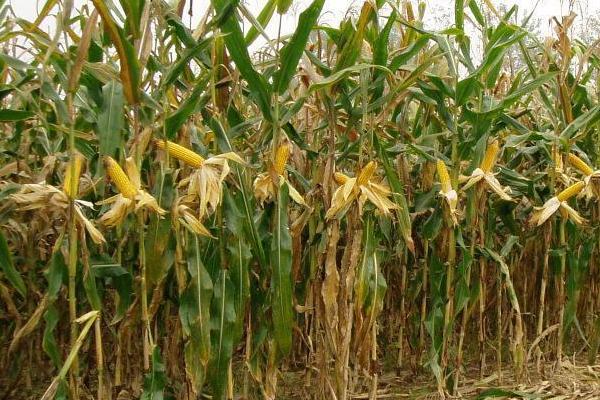 DT2358玉米种子介绍，生育期108天左右