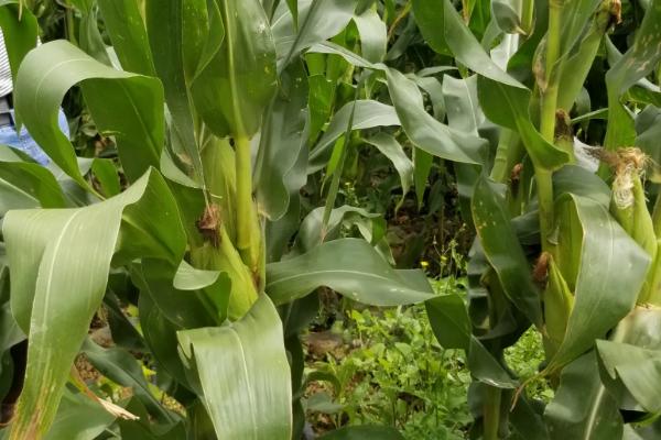 富饶106玉米品种的特性，生育期116天左右