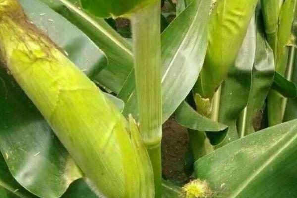 金白糯2772玉米种子简介，中抗茎腐病