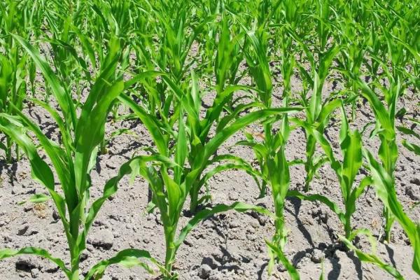 先美达V119玉米种子特征特性，中抗茎腐病