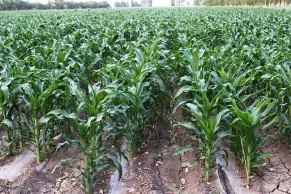 宇白单188玉米种子特点，密度2800-3000株/亩