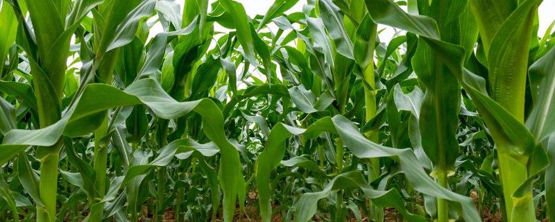 富兴568玉米品种的特性，大喇叭口期注意防治玉米螟