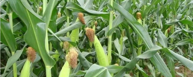 阳明808玉米种子特点，适宜播期4月下旬至5月上旬
