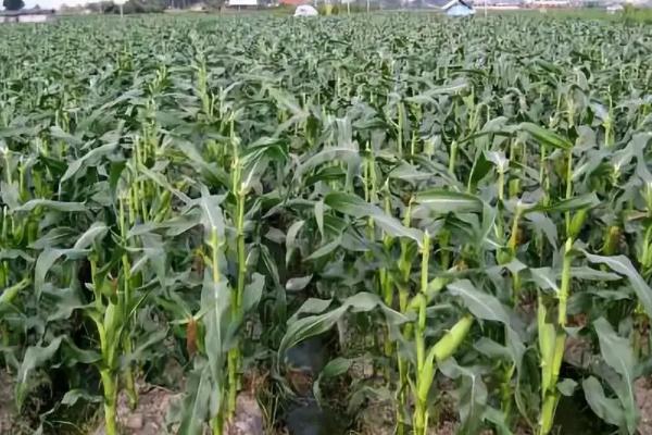 金玉汇808玉米种子特点,生育期141.7天