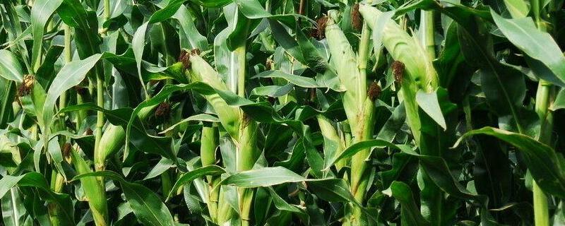 金玉汇808玉米种子特点，生育期141.7天