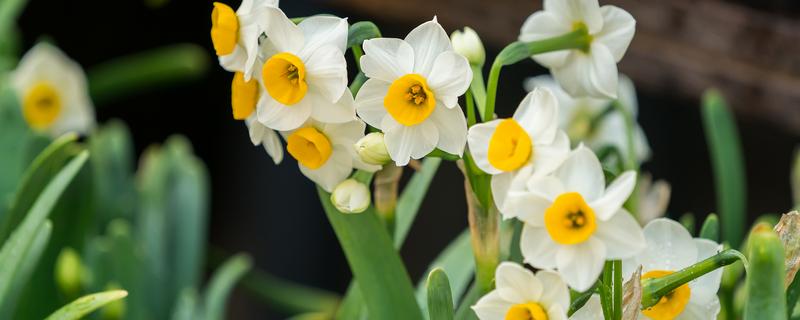 水仙花与兰花的区别，科属和花期均不同
