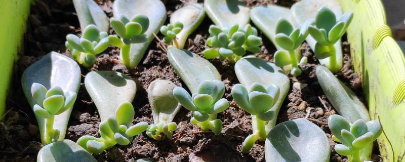 多肉冬季能不能叶插繁殖，繁殖期间把室温保持在20-25℃