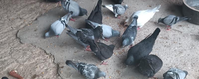 治疗鸽子呼吸道疾病的药物，有环丙沙星、利巴伟林等