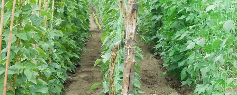 架豆角结荚期如何科学管理，开花完毕后10天左右能采收