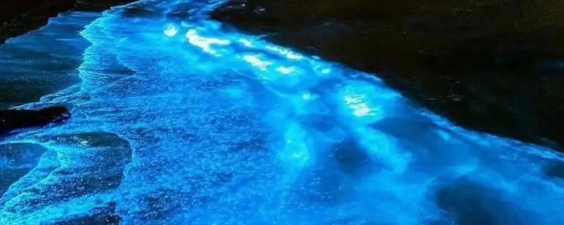 夜光藻的危害及处理方法，会毒害鱼虾的呼吸系统