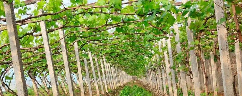 葡萄移栽时要注意什么，秋季移栽可以提高成活率