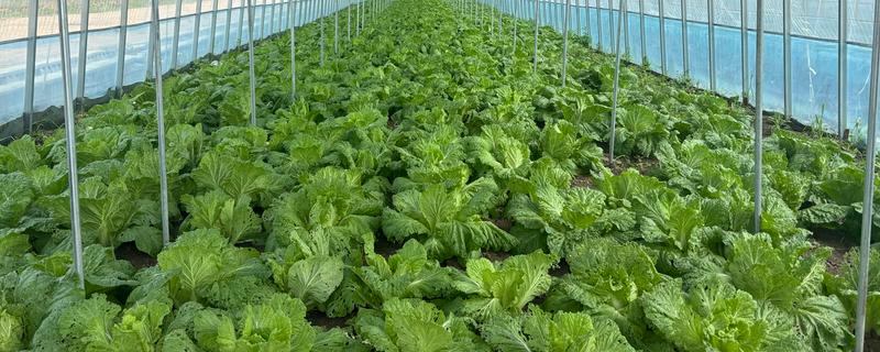 种植大棚蔬菜一亩的成本，成本在6300-7500元左右