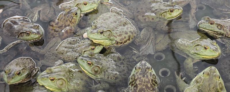 青蛙有指头吗，一共有18根指头