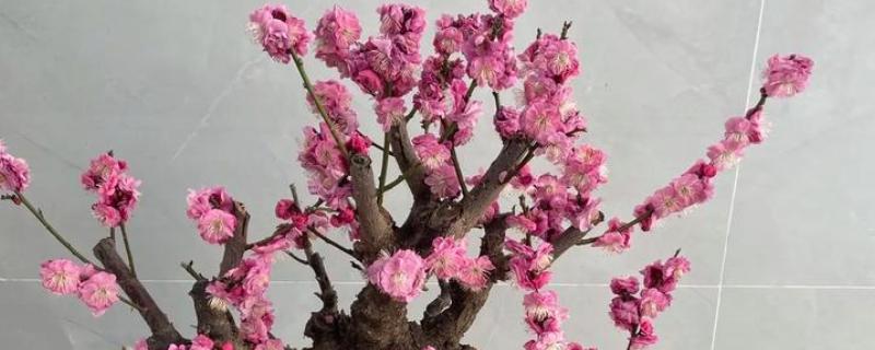 梅花桃花荷花桂花什么时候开放，桃花的花期一般是3月份