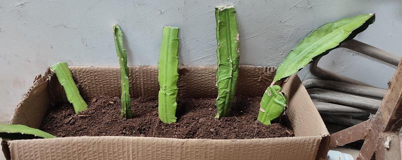 火龙果的育苗方法，以扦插、嫁接为主