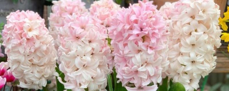 风信子开花后还可以留吗，是可以留的