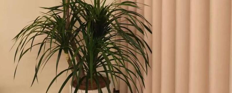 龙铁的养殖方法，冬季要将温度保持在15度以上