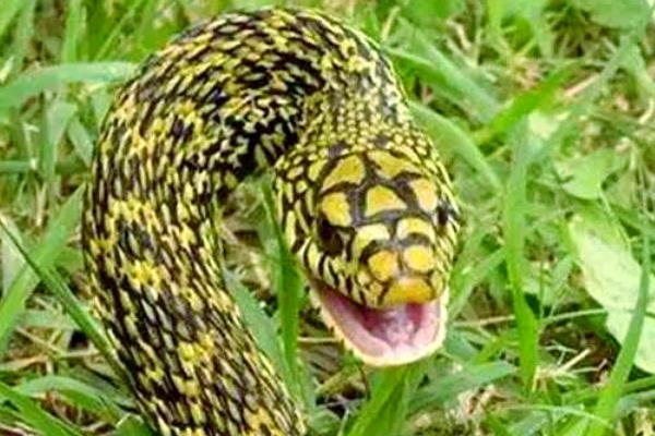 大王蛇可以长到几斤，体大者可达到5-10公斤以上