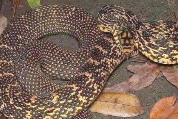 大王蛇可以长到几斤，体大者可达到5-10公斤以上