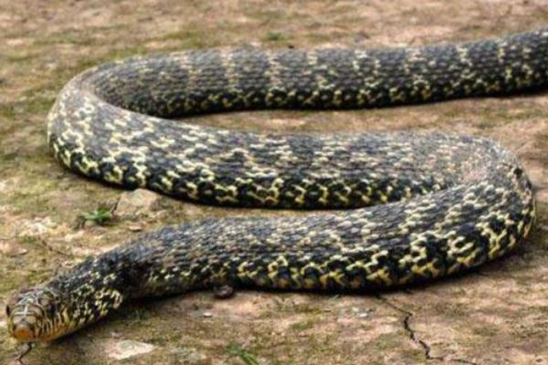 大王蛇可以长到几斤，体大者可达到5-10公斤以上