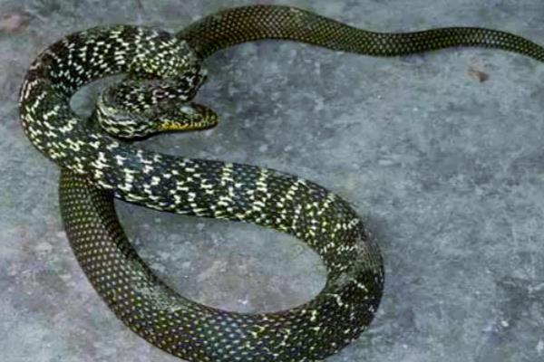 大王蛇可以长到几斤，体大者可达到5-10公斤以上