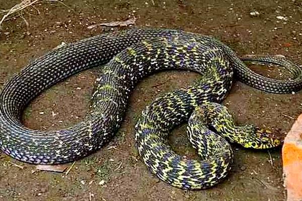 大王蛇可以长到几斤，体大者可达到5-10公斤以上