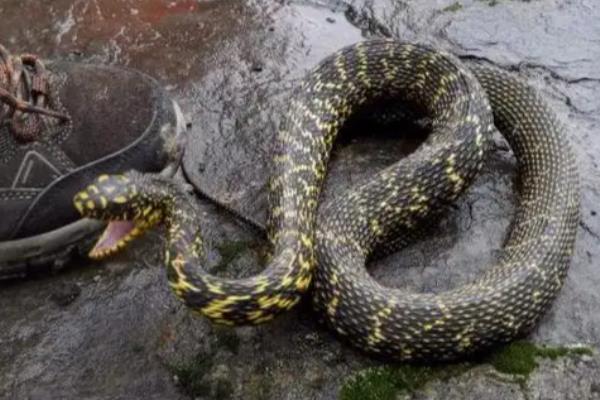 大王蛇可以长到几斤，体大者可达到5-10公斤以上