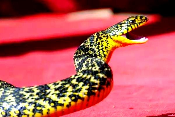 大王蛇可以长到几斤，体大者可达到5-10公斤以上