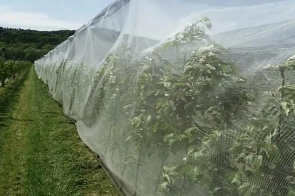 棉铃虫何时防治，集中在5月份