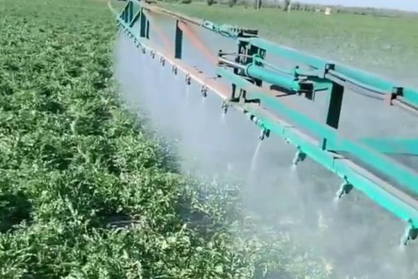 棉铃虫何时防治，集中在5月份