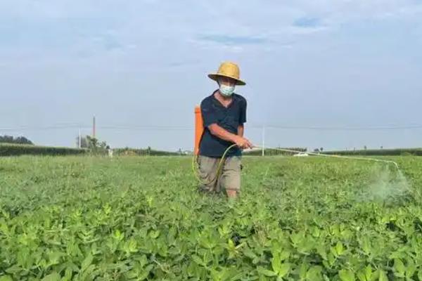 棉铃虫何时防治，集中在5月份